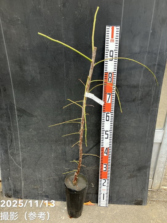 数量限定】鈴鹿の森庭園 しだれ梅名木「八重月影しだれ」接ぎ木苗 4号