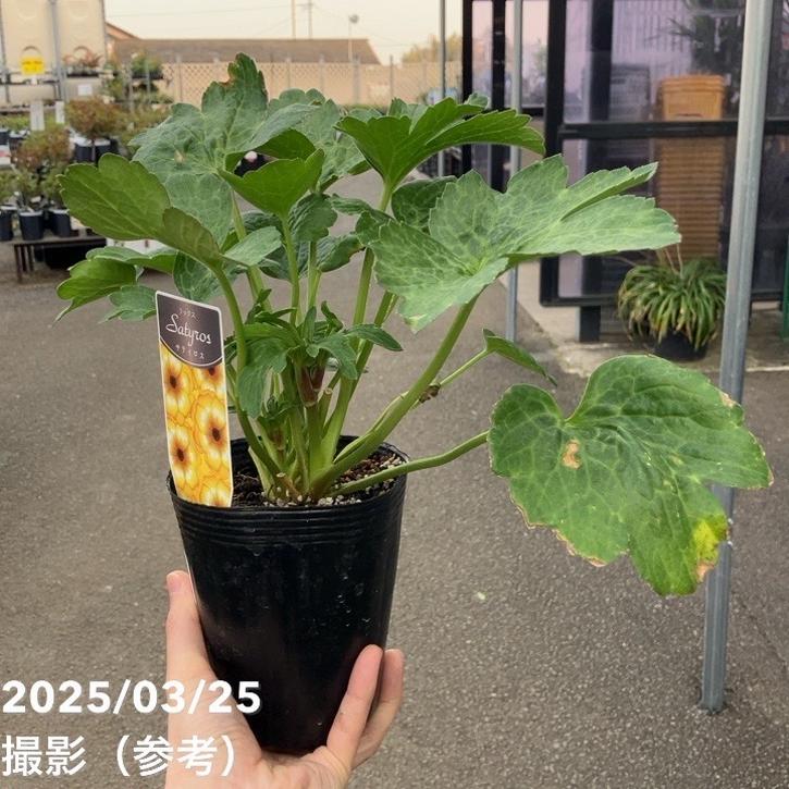 ラナンキュラス ラックスシリーズ 3.5～4号 サティロス｜草花04-PA