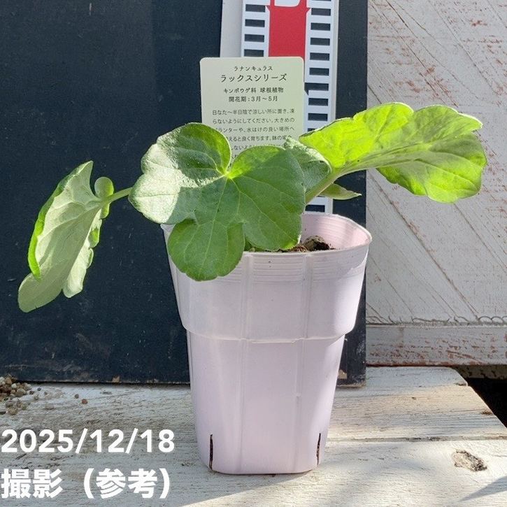 ラナンキュラス ラックスシリーズ 3.5～4号 サティロス｜草花04-PA