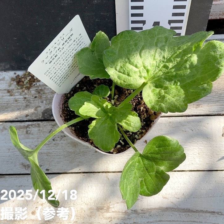 ラナンキュラス ラックスシリーズ 3.5～4号 サティロス｜草花04-PA