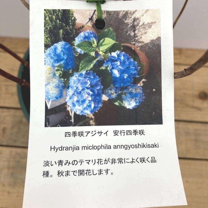 アジサイ 安行四季咲き 5号鉢｜花木10-TU | 花木・庭木,アジサイ類