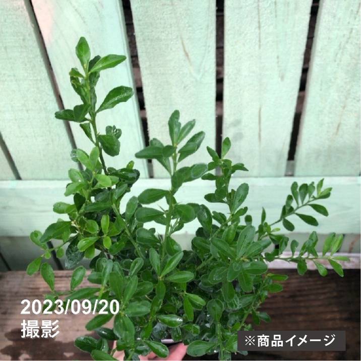 フィンガーライム レインフォレストパール 3.5号接木苗 No357