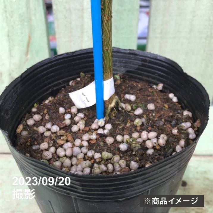 フィンガーライム 3.5号 レインフォレストパール｜柑橘｜果樹10-TU