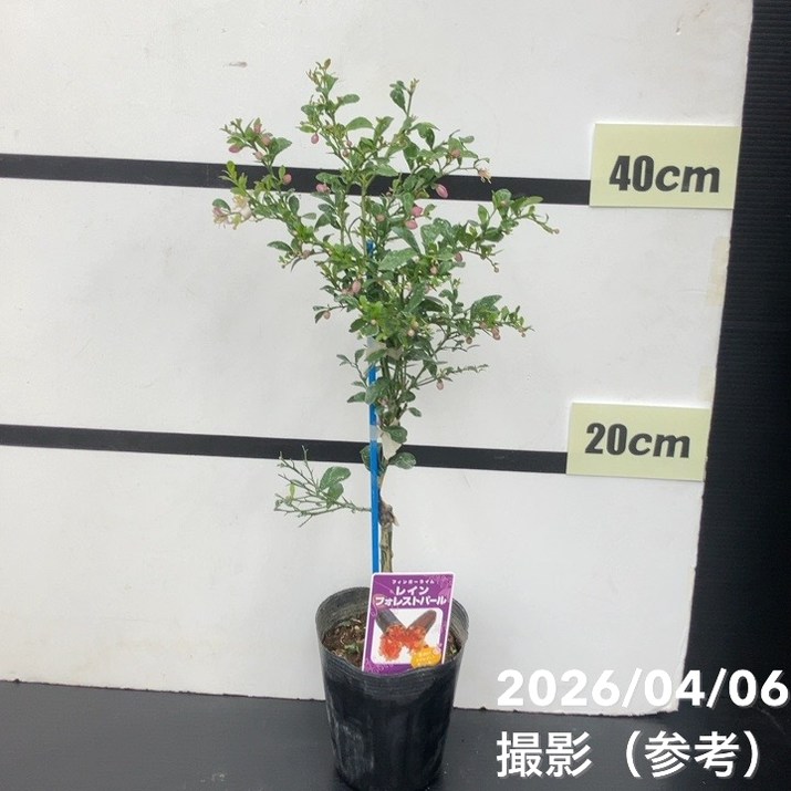 フィンガーライム 3.5号 レインフォレストパール｜柑橘｜果樹10-TU
