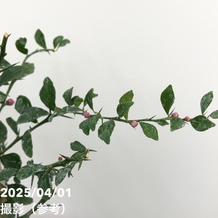 フィンガーライム 3.5号 レインフォレストパール｜柑橘｜果樹10-TU