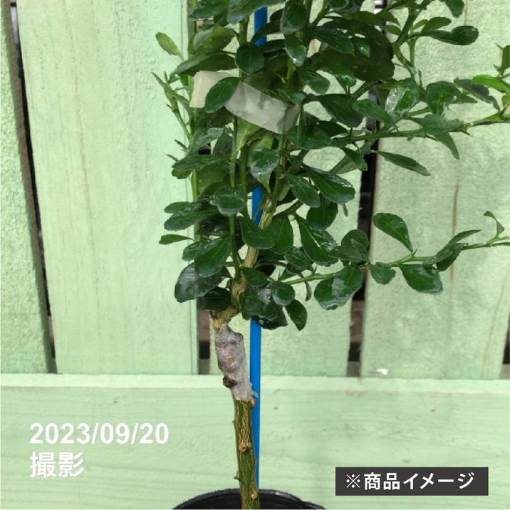 フィンガーライム 3.5号 レインフォレストパール｜柑橘｜果樹10