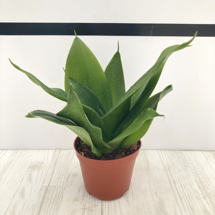 サンスベリア 3.5号 ブラックドラゴン 生産鉢仕様｜観葉02-D2 | 観葉