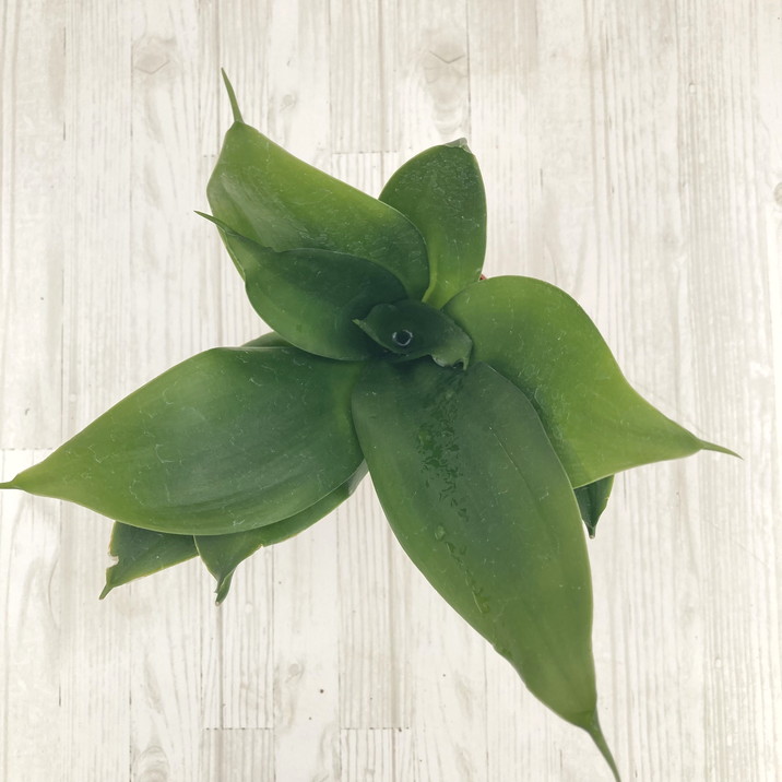 サンスベリア 3.5号 ブラックドラゴン 生産鉢仕様｜観葉02-D2 | 観葉