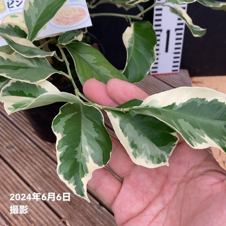 ピンクレモネード レモン 新5年生 苗木 ポリポット入り ピンクレモネード レモン 新5年生 苗木 ポリポット入り