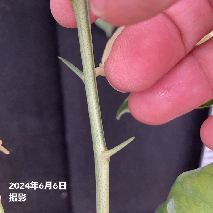 斑入りレモン ピンクレモネード 5号ポット 1年生苗｜果樹04-PA | 果樹