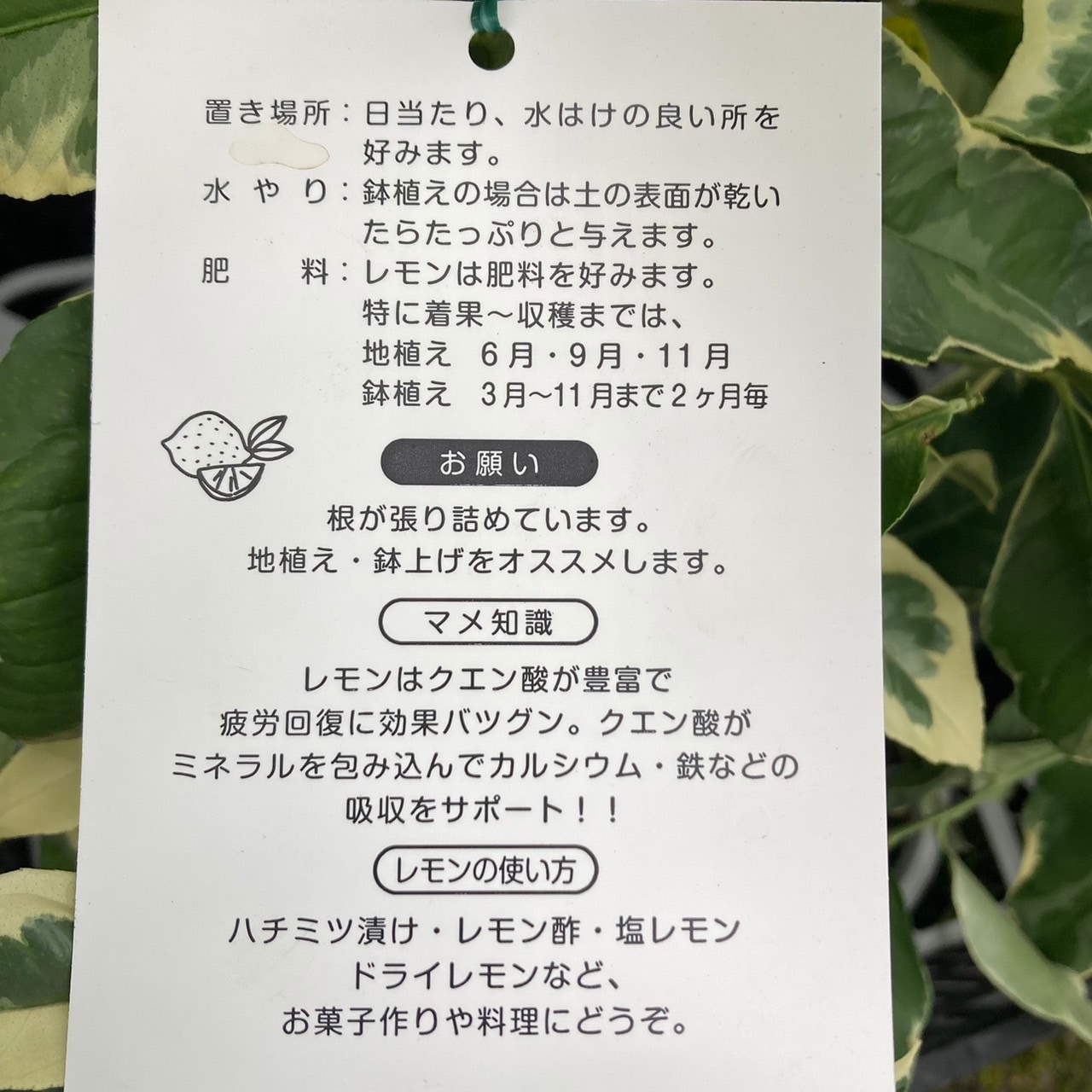 斑入りレモン ピンクレモネード 5号ポット 1年生苗｜果樹04-PA | 果樹