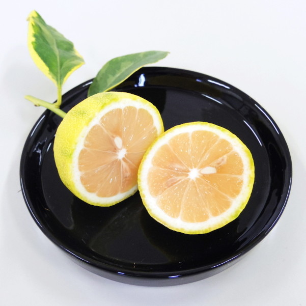 斑入りレモン ピンクレモネード 5号ポット 1年生苗｜果樹04-PA | 果樹