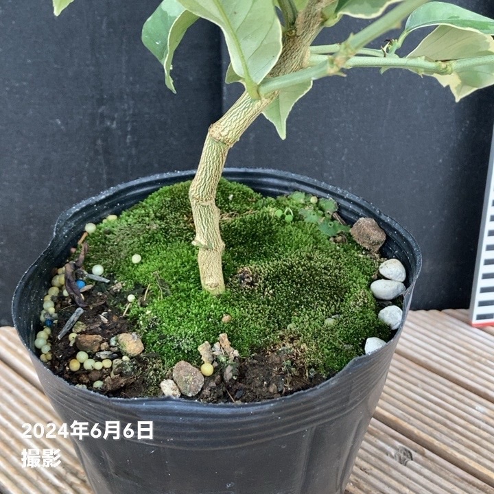 ピンクレモネード　/ 634 ハイブリッドブルーベリー ピンクレモネード 7号スリット鉢（接木苗