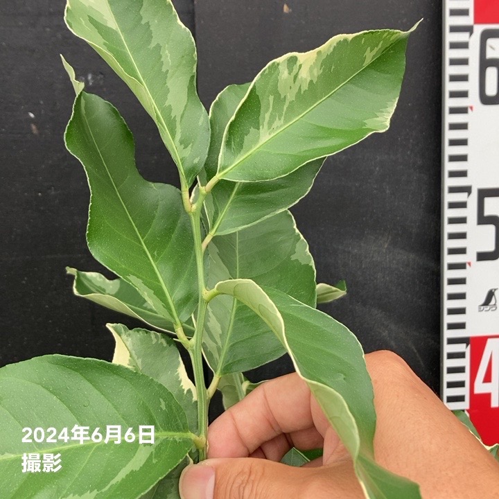 斑入りレモン ピンクレモネード 5号ポット 1年生苗｜果樹04-PA