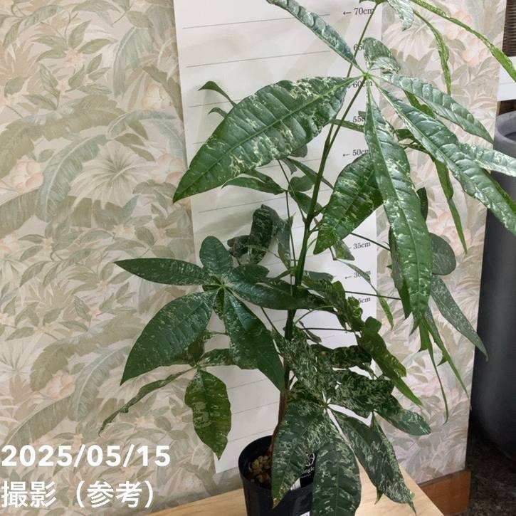 希少　パキラ　実生　珍しい斑入り　観葉植物 パキラ ♡斑入り葉 ♡ミルキーウェイ ♡実生♡観葉植物パキラ