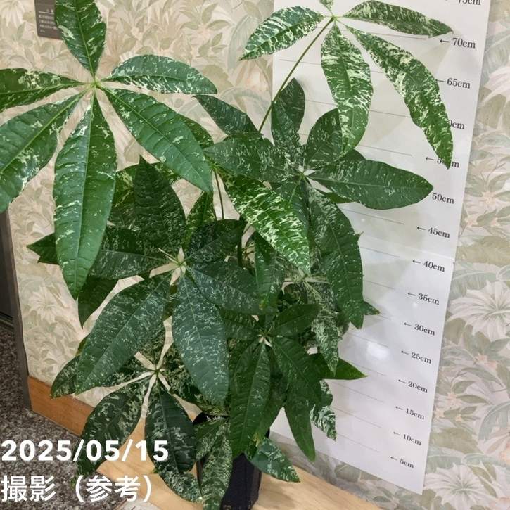 現品お届け】実生 斑入りパキラ Pachira glabra 'variegata