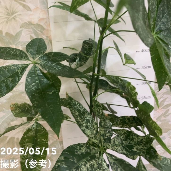 現品お届け】実生 斑入りパキラ Pachira glabra 'variegata