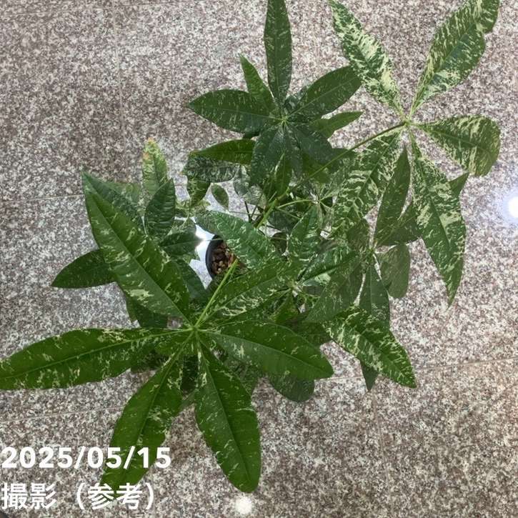 【実生・斑入り】Pachira glabra ‘Variegated’ 現品お届け】実生 斑入りパキラ Pachira glabra 'variegata
