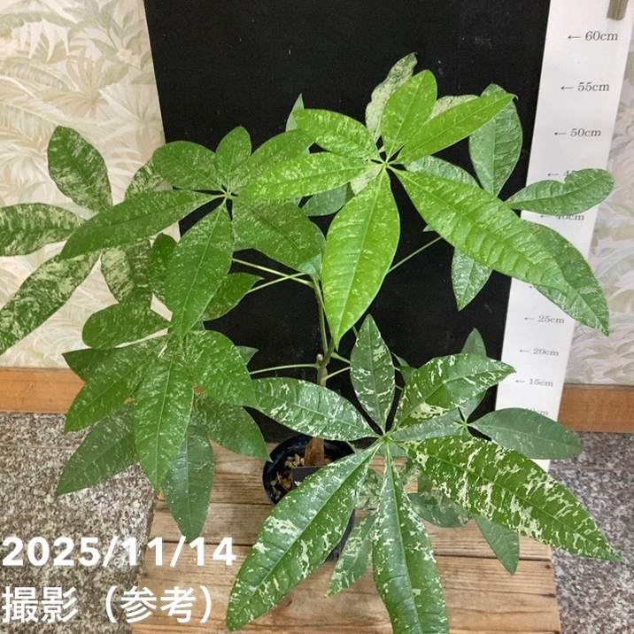 現品お届け】実生 斑入りパキラ Pachira glabra 'variegata'（Seedling