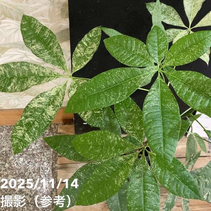 現品お届け】実生 斑入りパキラ Pachira glabra 'variegata'（Seedling