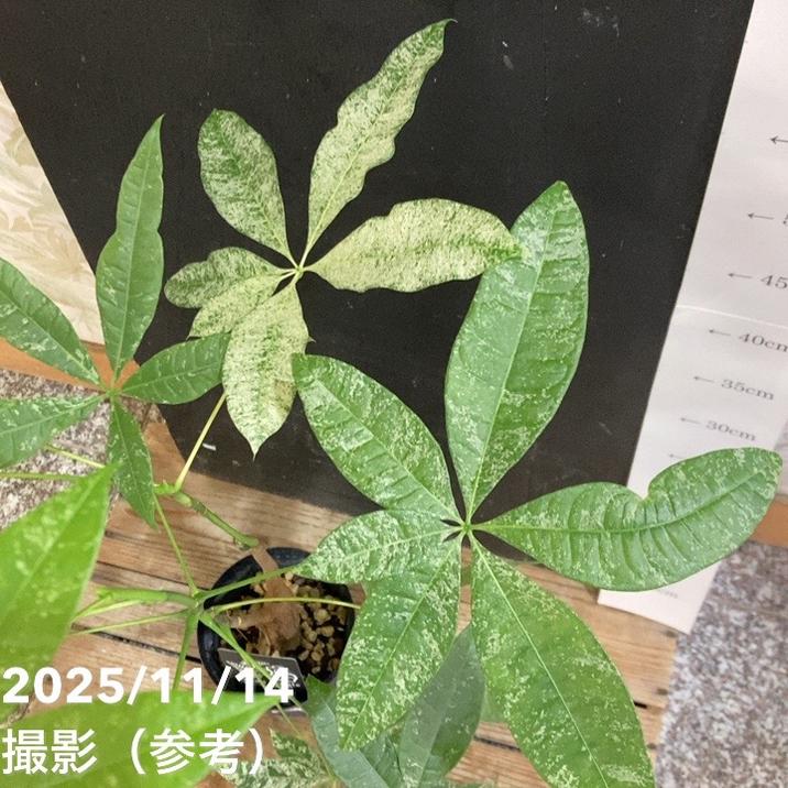 【現品お届け】実生 斑入りパキラ Pachira glabra 'variegata'(Seedling)4号ロングスリット鉢(UJ62)|観葉04-PA