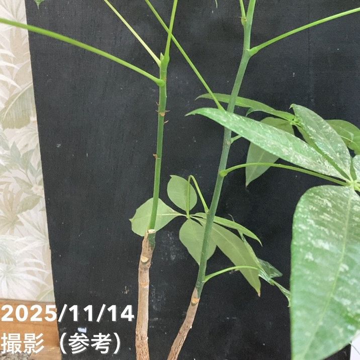 現品お届け】実生 斑入りパキラ Pachira glabra 'variegata'（Seedling