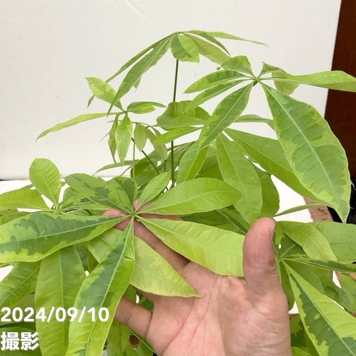現品お届け】パキラ ムーンライト 8号（2）｜SG（代引き不可）｜観葉10