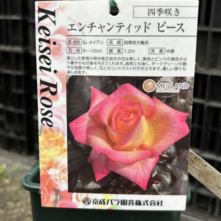 バラ大苗 エンチャンティッド ピース 4.5号ロングポット 京成