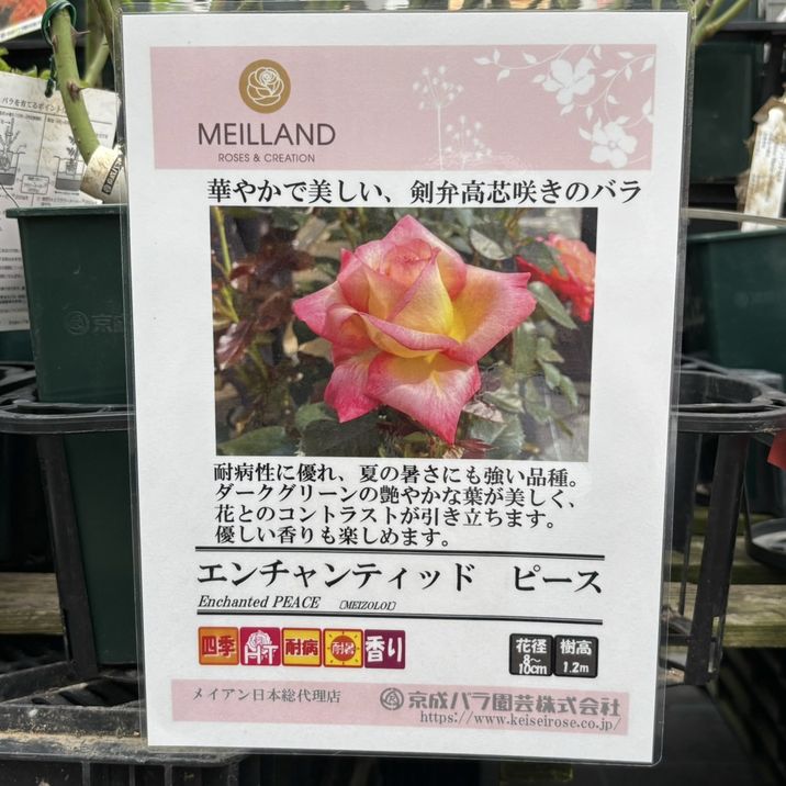 バラ大苗 エンチャンティッド ピース 4.5号ロングポット 京成バラ園芸