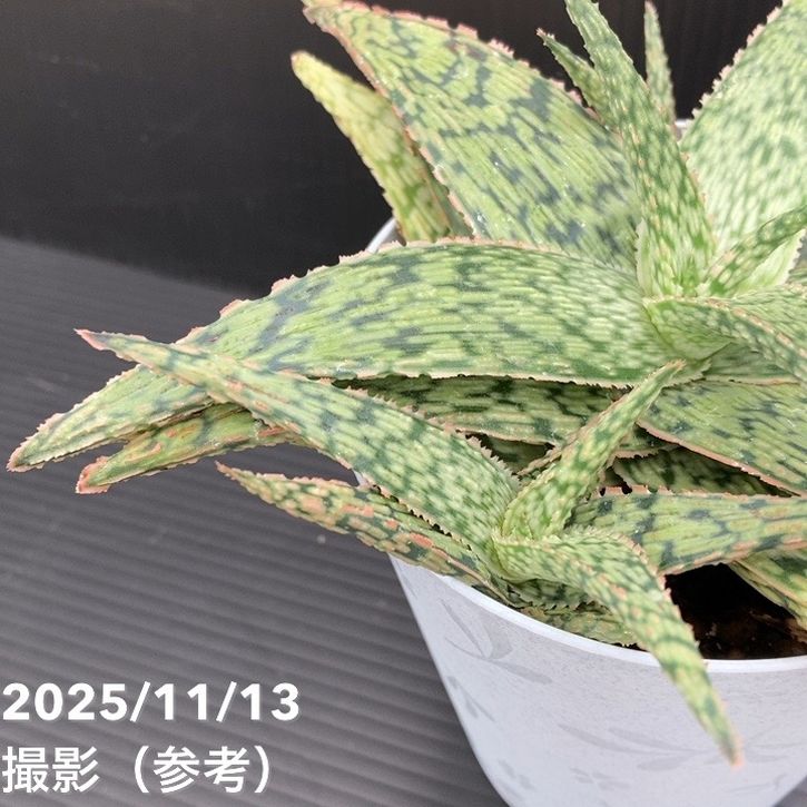 アロエ hyb 4号｜観葉10-TU | □キーワードから探す,珍しい,珍しい観葉