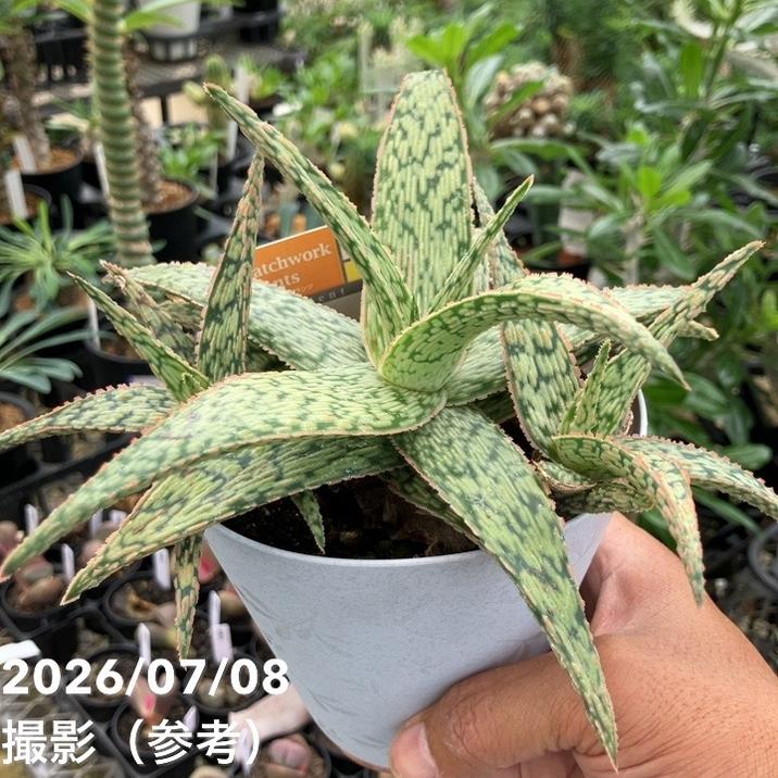 決算P5倍！10%OFF！8/2まで】アロエ hyb 4号｜観葉10-TU
