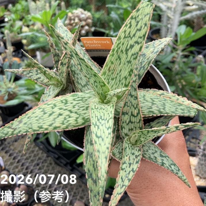 決算P5倍！10%OFF！8/2まで】アロエ hyb 4号｜観葉10-TU