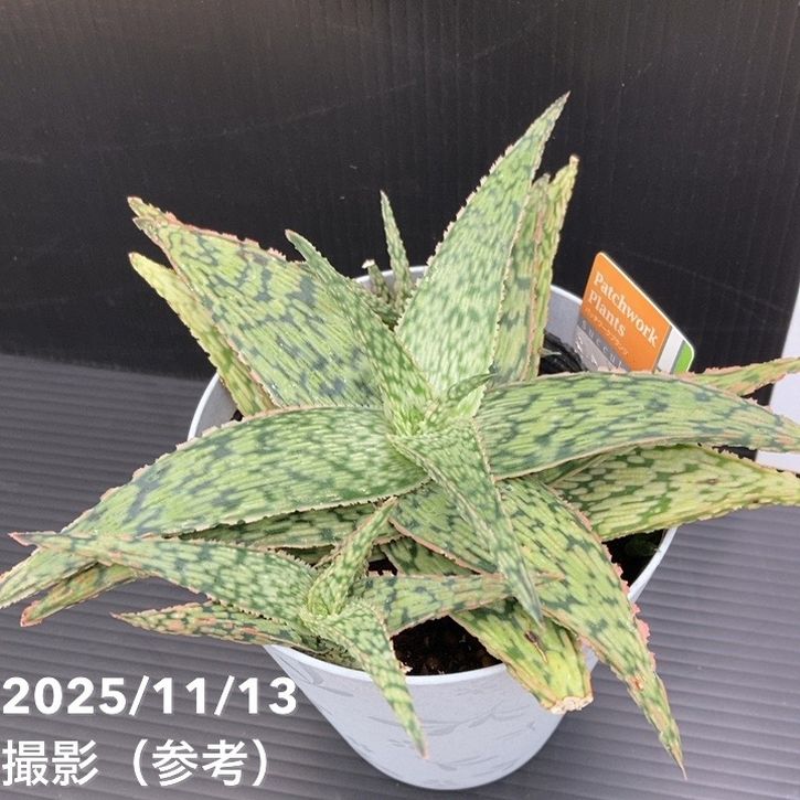 アロエ hyb 4号｜観葉10-TU | □キーワードから探す,珍しい,珍しい観葉