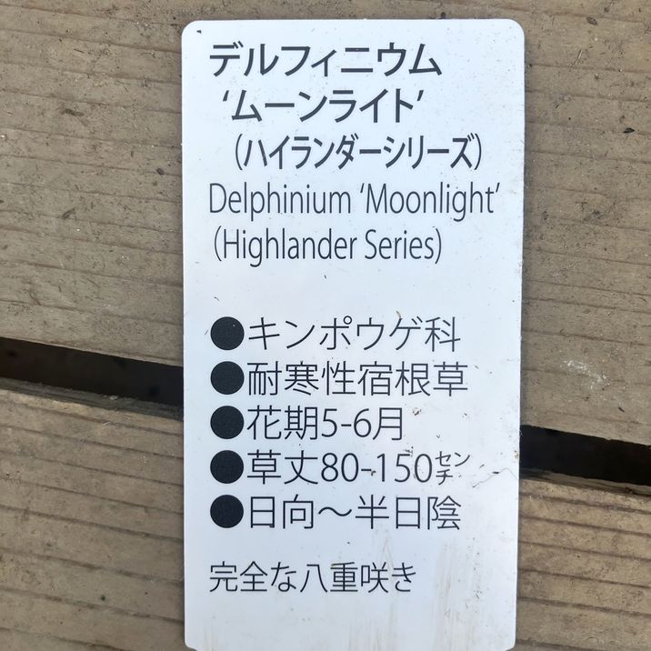 デルフィニウム ムーンライト 4号×2株セット|草花04-PA