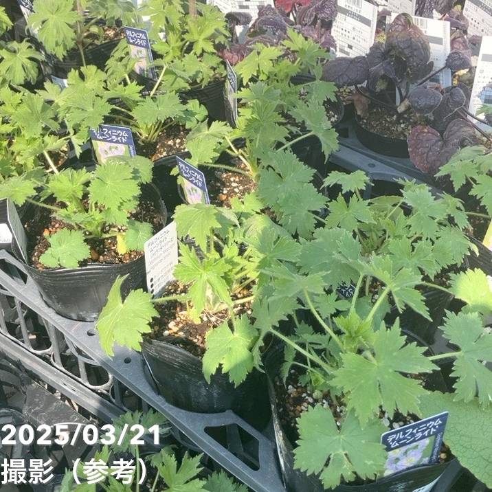 デルフィニウム ムーンライト 4号×2株セット|草花04-PA