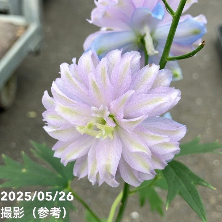 光触媒 人工観葉植物 紫陽花とデルフィニウム デルフィニウム ムーンライト 4号×2株セット｜草花04-PA | 草花
