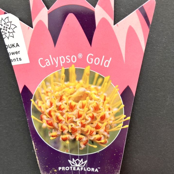 リューコスペルマム カリプソゴールド 5号｜花木10-TU | 花木・庭木