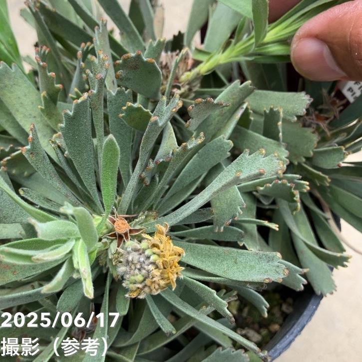 リューコスペルマム カリプソゴールド 5号｜花木10-TU | 花木・庭木