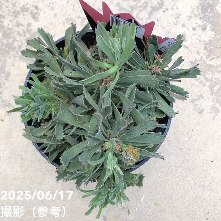 リューコスペルマム カリプソゴールド 5号｜花木10-TU | 花木・庭木