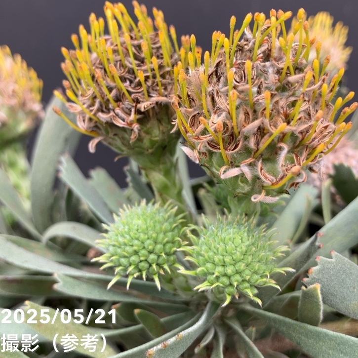 リューコスペルマム カリプソゴールド 5号｜花木10-TU | 花木・庭木
