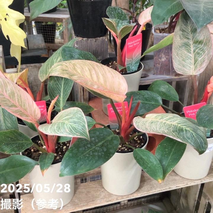 フィロデンドロン ピンクバーキン 4号｜観葉04-PA | 観葉・多肉