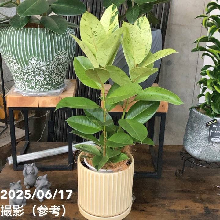 現品お届け】赤塚オリジナルインテリアグリーン フィカス ジン（OK14