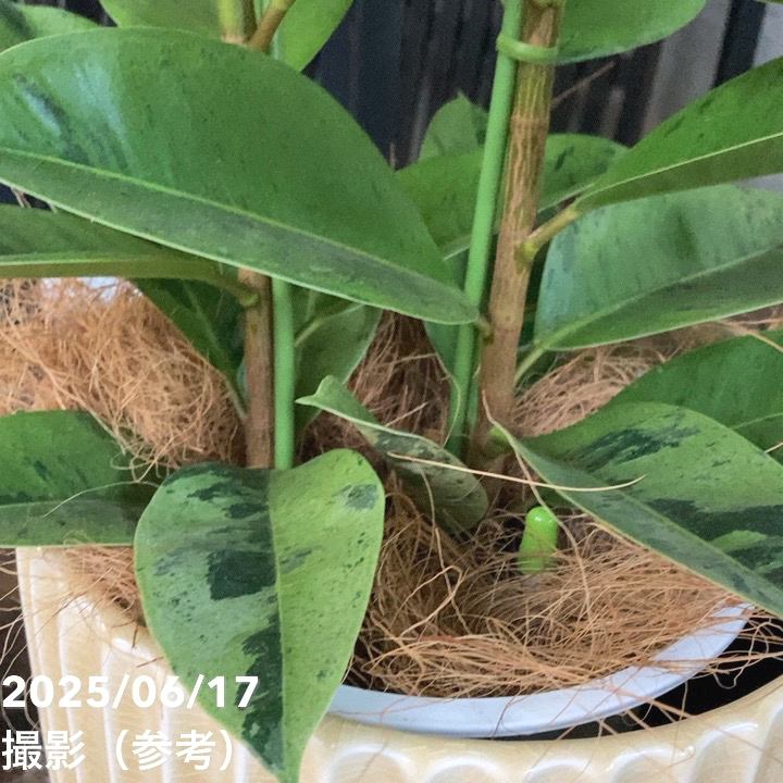 現品お届け】赤塚オリジナルインテリアグリーン フィカス ジン（OK14