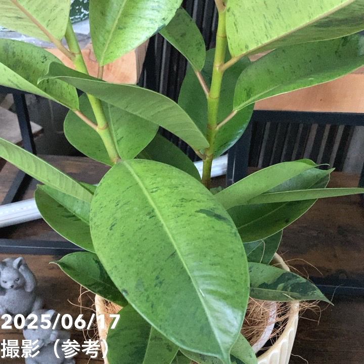 現品お届け】赤塚オリジナルインテリアグリーン フィカス ジン（OK14