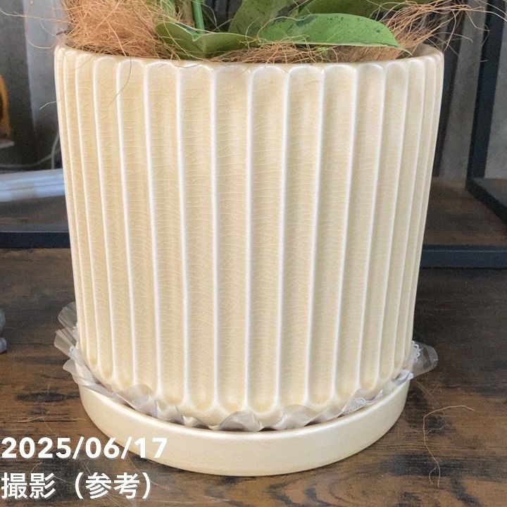 現品お届け】赤塚オリジナルインテリアグリーン フィカス ジン（OK14