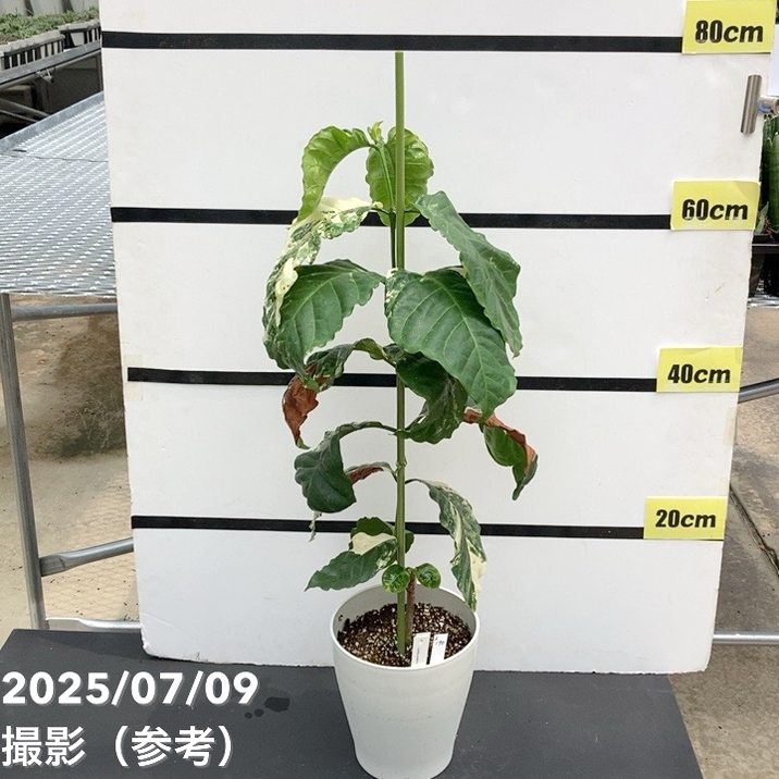 【激レア!現品お届け】コーヒーの木 アラビカ 6号 斑入り 接木苗 白プラ鉢(S170)|観葉02-D2