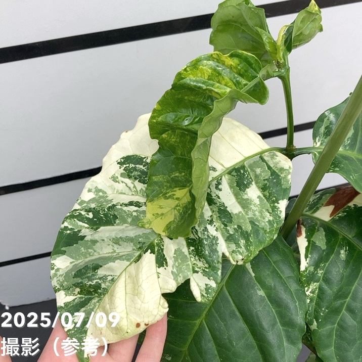 【激レア!現品お届け】コーヒーの木 アラビカ 6号 斑入り 接木苗 白プラ鉢(S170)|観葉02-D2