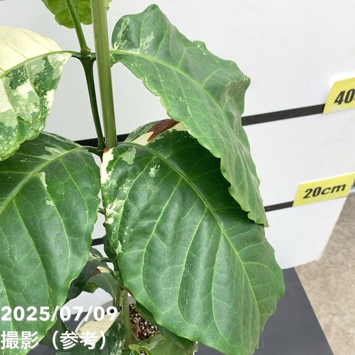 斑入り コーヒーの木 コーヒーの木 斑入り | Tlahus base トラハス：北欧のガーデン