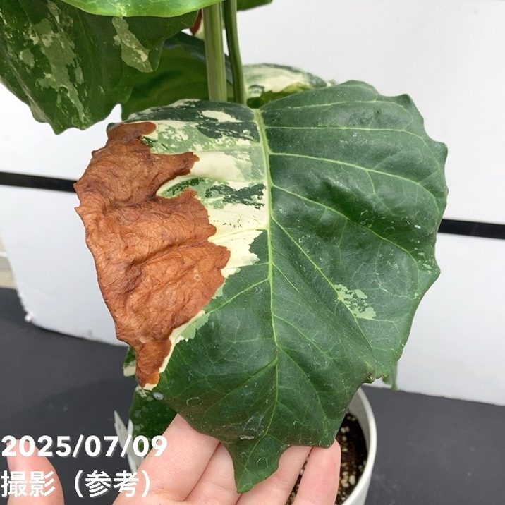 【激レア!現品お届け】コーヒーの木 アラビカ 6号 斑入り 接木苗 白プラ鉢(S170)|観葉02-D2