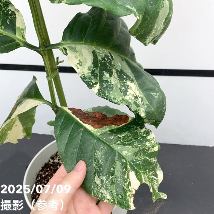 【激レア!現品お届け】コーヒーの木 アラビカ 6号 斑入り 接木苗 白プラ鉢(S170)|観葉02-D2